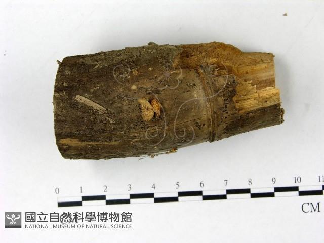 登錄號:F0022838藏品圖，第1張