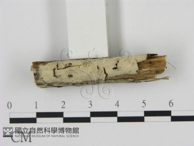 剛毛絲皮菌藏品圖，第1張