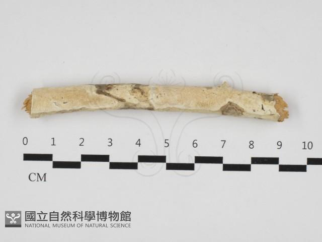 登錄號:F0032838藏品圖，第1張