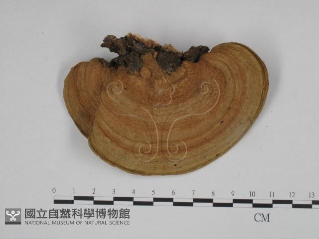 東方栓菌藏品圖，第1張