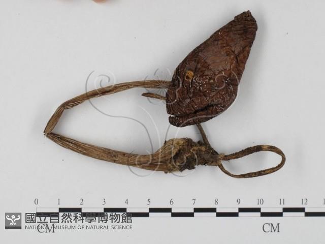 登錄號:F0025838藏品圖，第1張