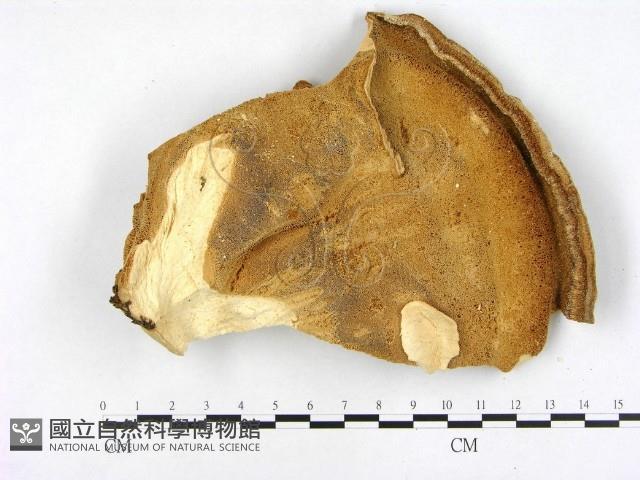 登錄號:F0005838藏品圖，第1張