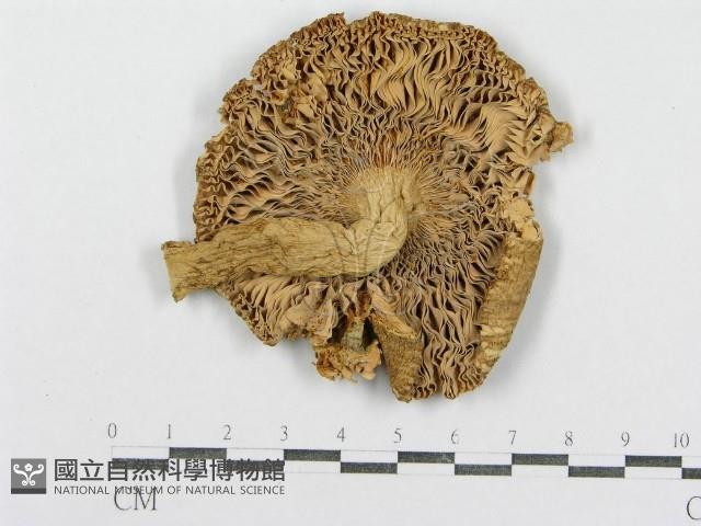 紅菇屬藏品圖，第1張