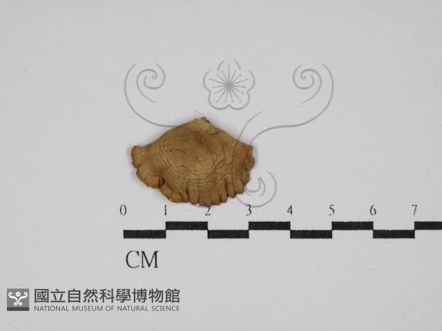 登錄號:F0029838藏品圖，第1張