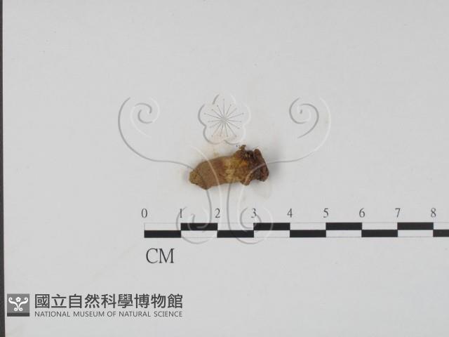 登錄號:F0009838藏品圖，第1張