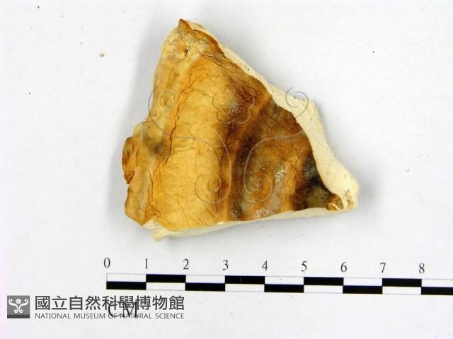 登錄號:F0019838藏品圖，第1張
