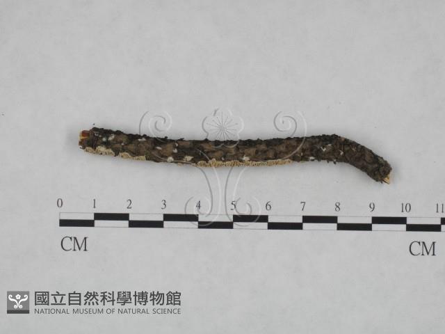 耙菌屬藏品圖，第1張