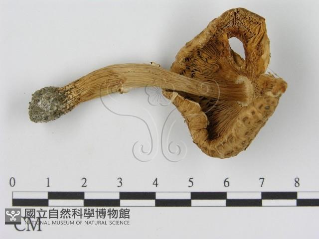 登錄號:F0003838藏品圖，第1張