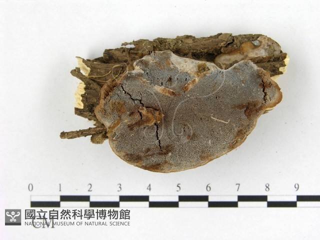 多年臥孔菌屬藏品圖，第1張