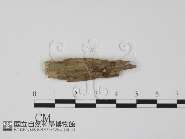 登錄號:F0008938藏品圖，第1張