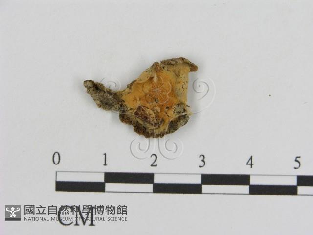 登錄號:F0000938藏品圖，第1張