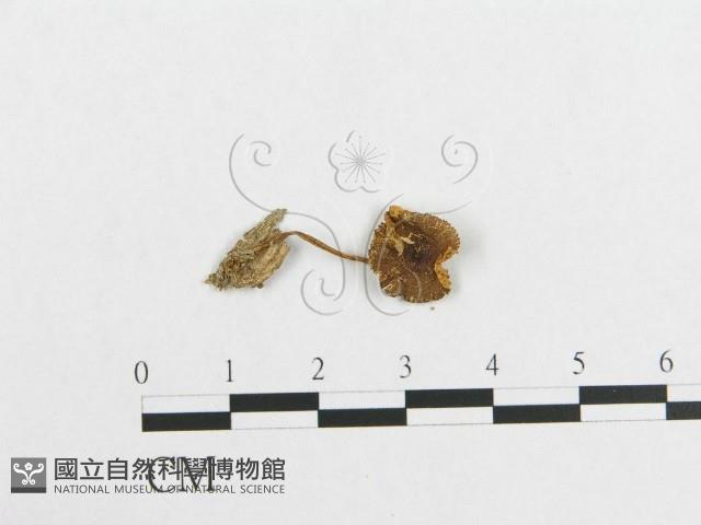 登錄號:F0010938藏品圖，第1張