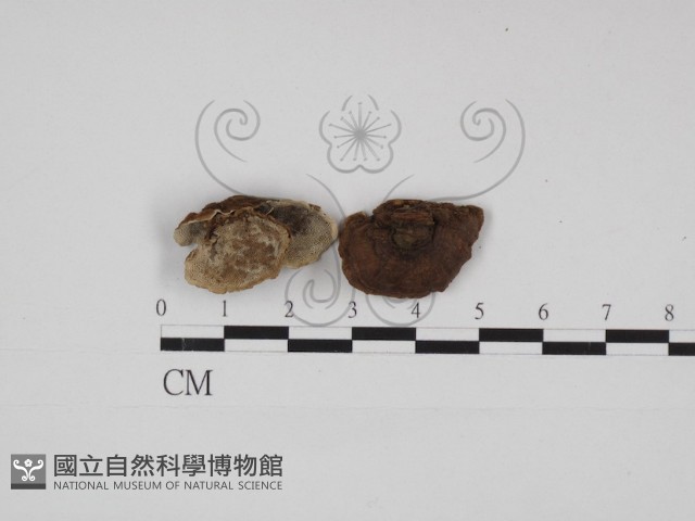 登錄號:F0030938藏品圖，第1張