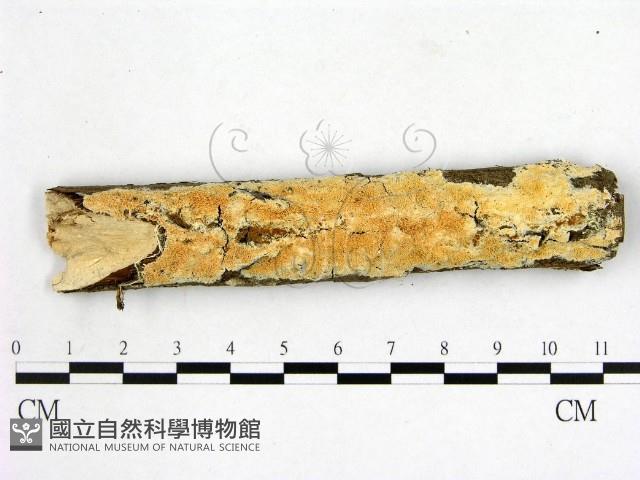 顯絲菌屬藏品圖，第1張