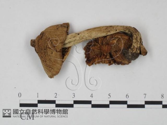 登錄號:F0021938藏品圖，第1張