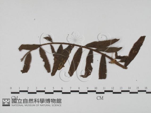 登錄號:F0011938藏品圖，第1張