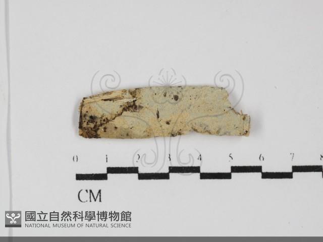 登錄號:F0031938藏品圖，第1張