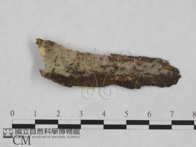 登錄號:F0024938藏品圖，第1張
