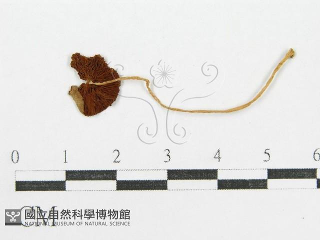 登錄號:F0004938藏品圖，第1張