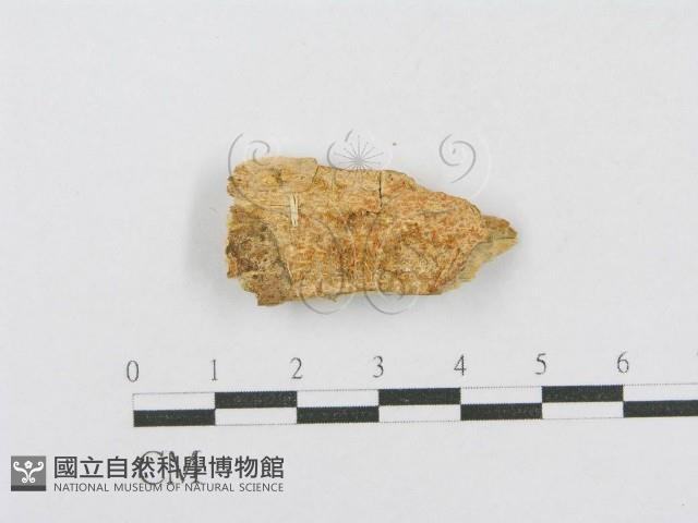 射脈菌屬藏品圖，第1張
