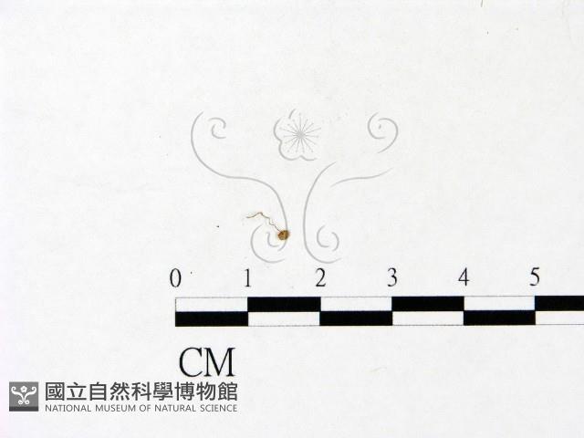 登錄號:F0022938藏品圖，第1張