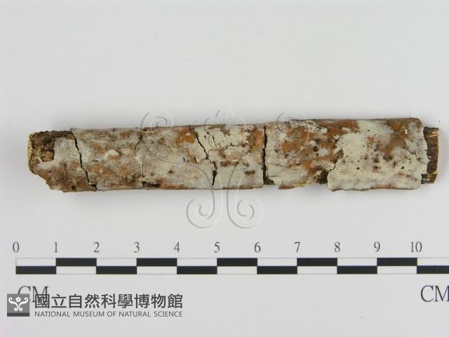 登錄號:F0002938藏品圖，第1張