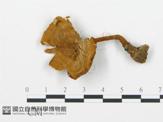 集毛菌屬藏品圖，第1張