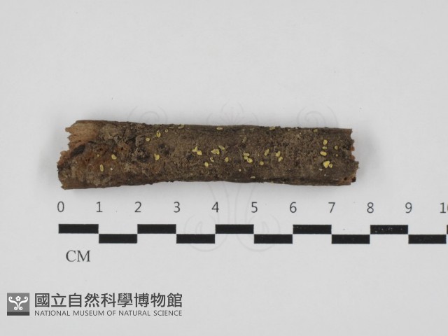 登錄號:F0032938藏品圖，第1張
