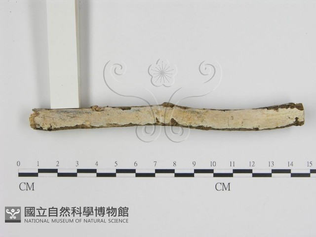 樹狀皮革菌屬藏品圖，第1張