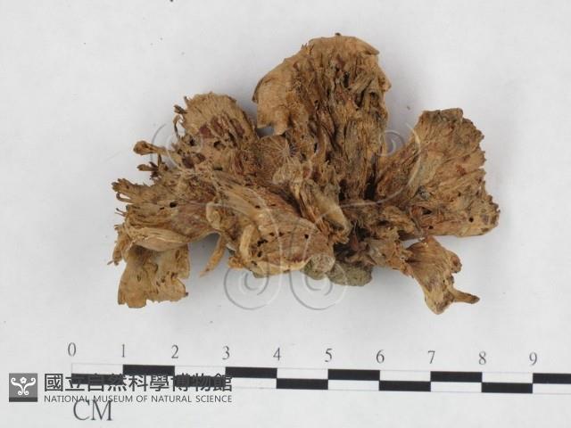 登錄號:F0025938藏品圖，第1張