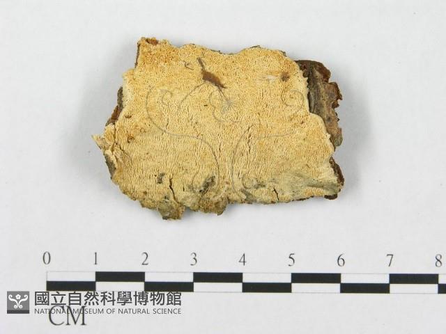登錄號:F0005938藏品圖，第1張