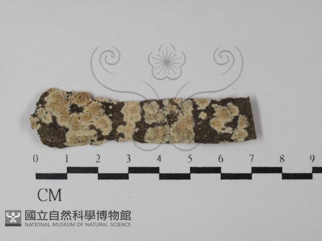 登錄號:F0029938藏品圖，第1張