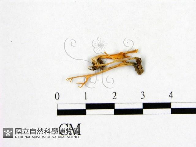 登錄號:F0009938藏品圖，第1張