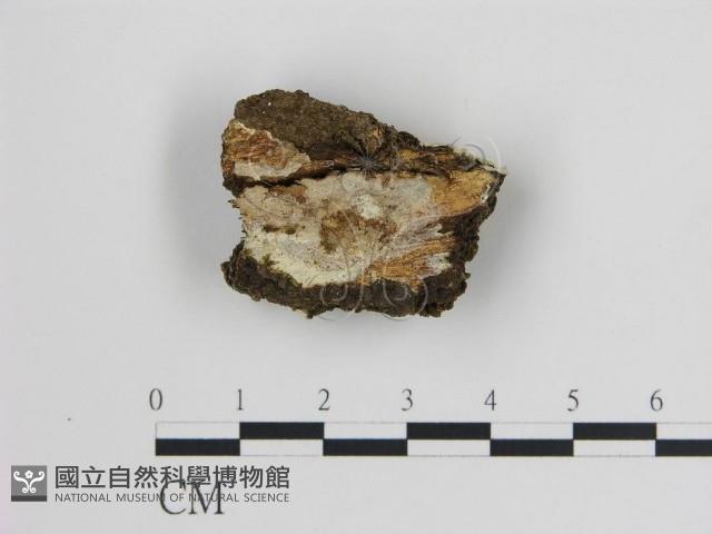 樹狀皮革菌屬藏品圖，第1張