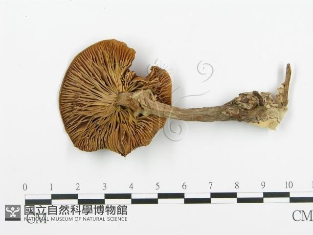 登錄號:F0013938藏品圖，第1張