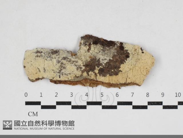 剛毛絲皮菌藏品圖，第1張