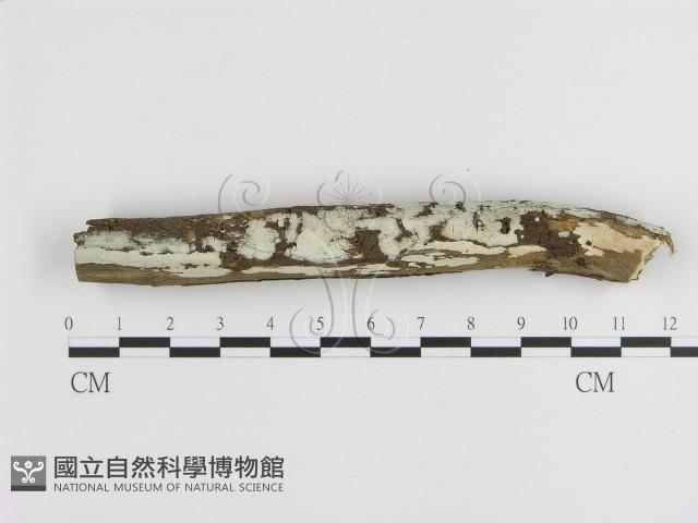 刺皮菌屬藏品圖，第1張