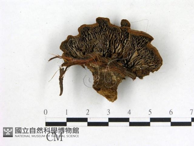 登錄號:F0018638藏品圖，第1張