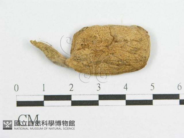 登錄號:F0010638藏品圖，第1張
