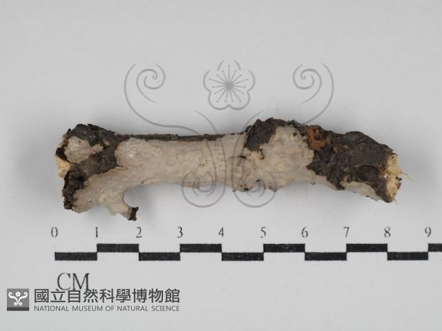 登錄號:F0030638藏品圖，第1張