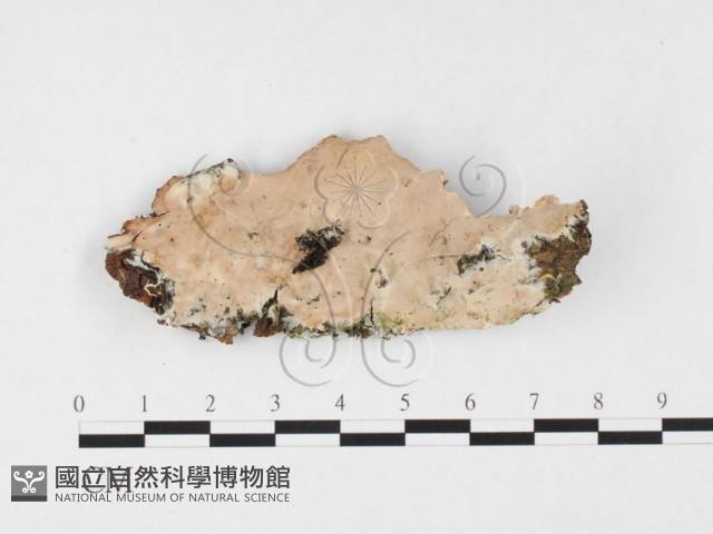 孔韌菌屬藏品圖，第1張