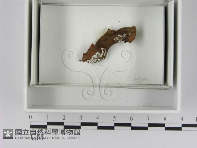 登錄號:F0021638藏品圖，第1張