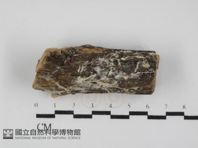 登錄號:F0031638藏品圖，第1張