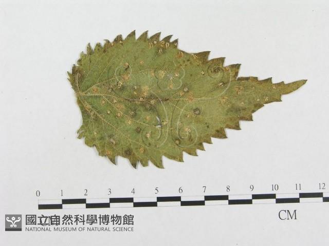 登錄號:F0004638藏品圖，第1張