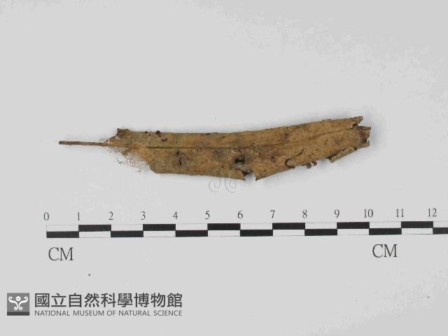 登錄號:F0014638藏品圖，第1張