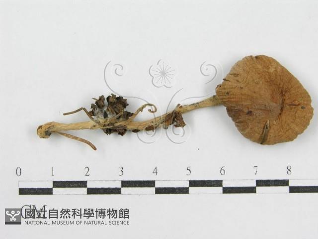 登錄號:F0002638藏品圖，第1張