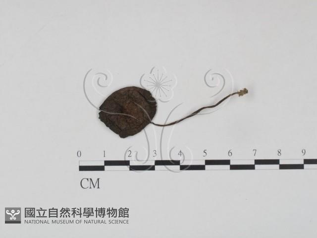 登錄號:F0012638藏品圖，第1張