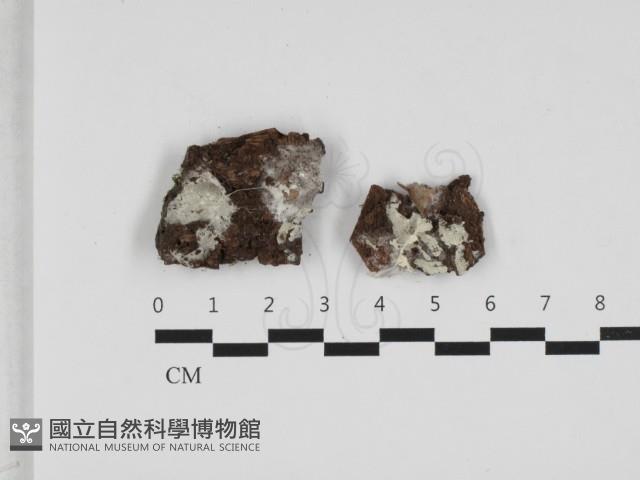 粗糙孢菌屬藏品圖，第1張