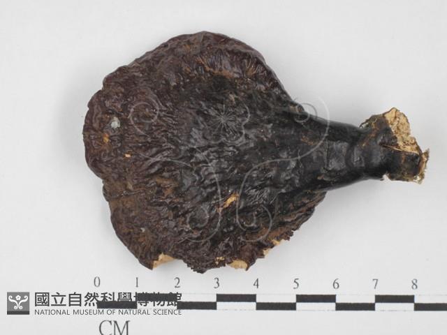 登錄號:F0027638藏品圖，第1張