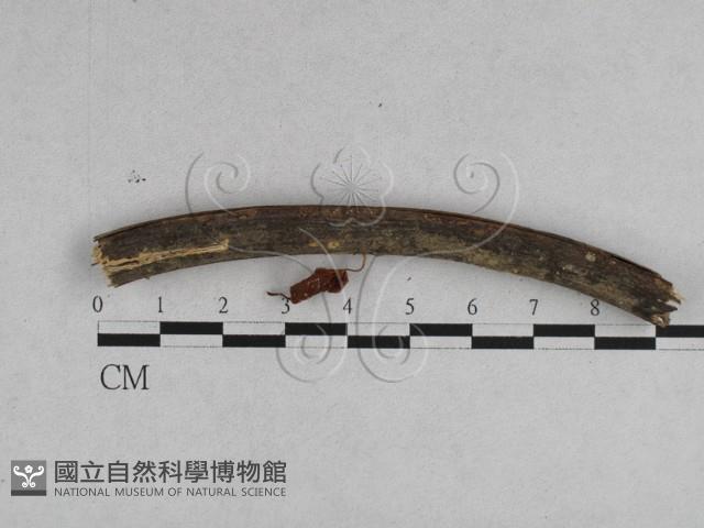 登錄號:F0007638藏品圖，第1張